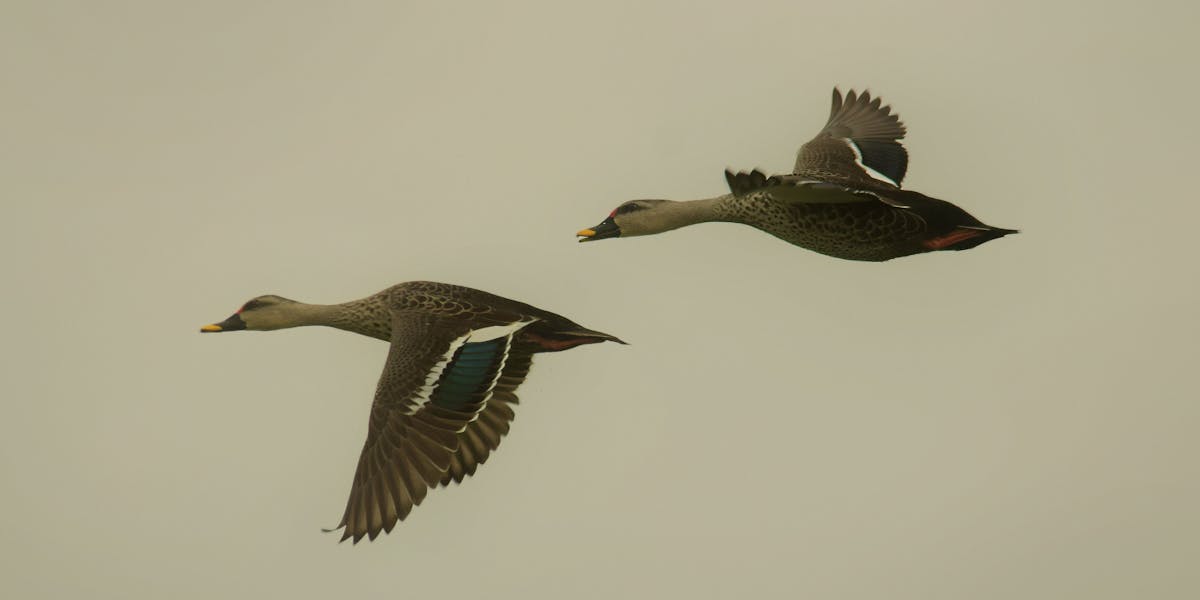 growth hacking youtube shorts