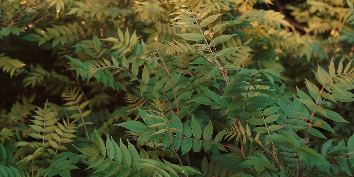 growth hacking newsletters