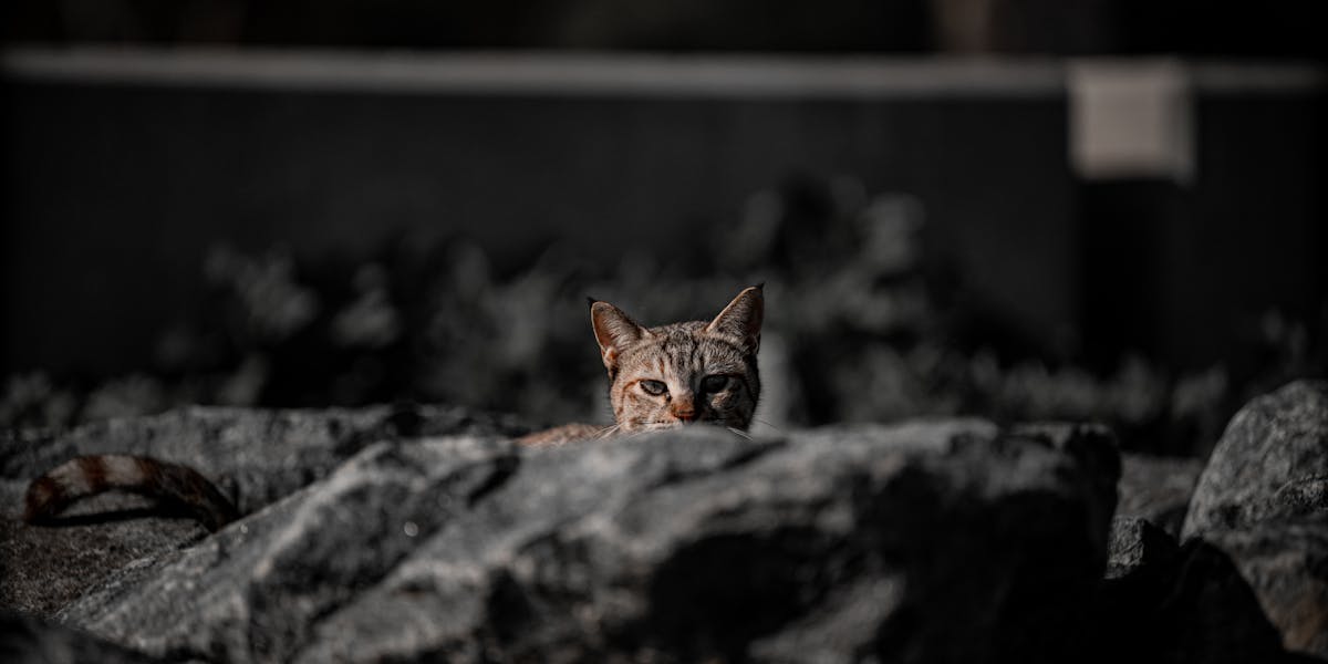 avaliações no Google growth hacking