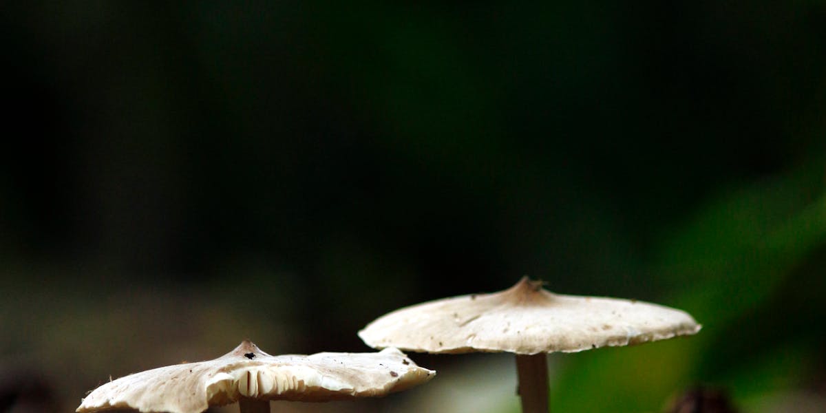 oportunidades de crescimento ocultas